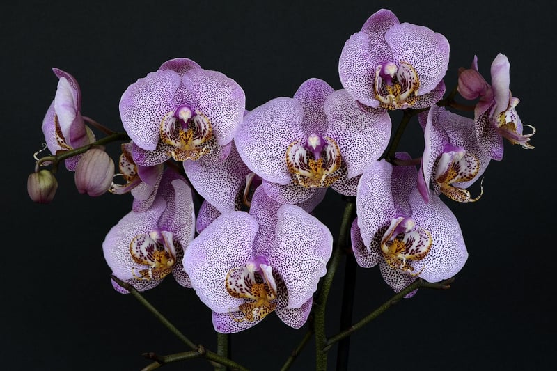 Dragon Orchid